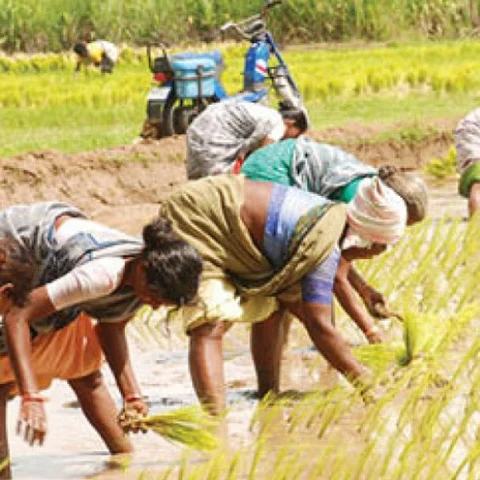 பசுமை ஒலி