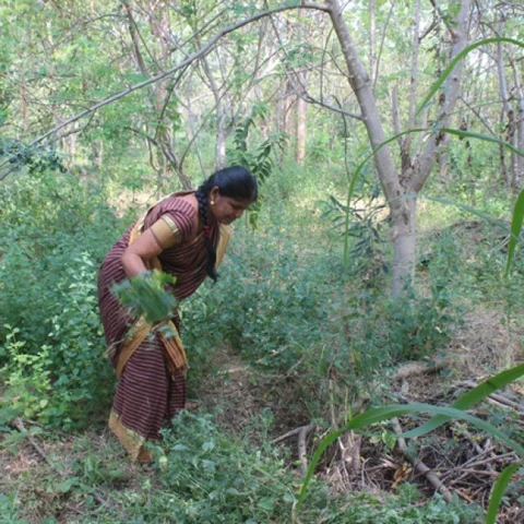 வறண்ட நிலத்தில் உருவான காடு... `கஜா'விலிருந்து வாழை மரங்களைக் காத்த கரூர் பெண்!