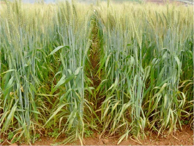 நெல், சோளம், கோதுமை...