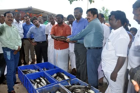 ராமநாதபுரத்தில் கூண்டு மீன்கள் அறுவடை!