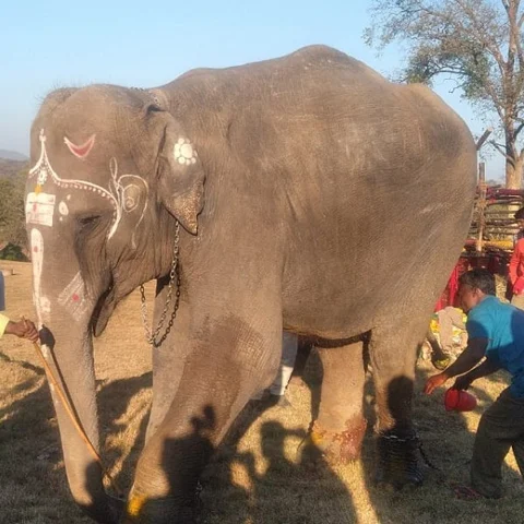 காயமான கால்கள்.. மெலிந்த தேகம்.. மீண்டும் முதுமலைக்குத் திரும்பியது மசினி யானை!