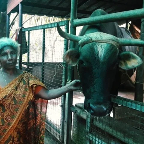 “நாகராஜா இவ்விட இருந்து போ. சமயம் ஆகி வா” பாம்புக்கு உத்தரவு போடும் விநோதப் பெண்!