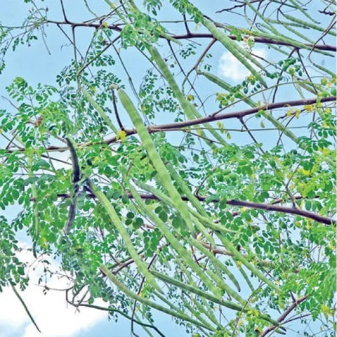 Murungai... Innovative Techniques for an Impressive Yield!