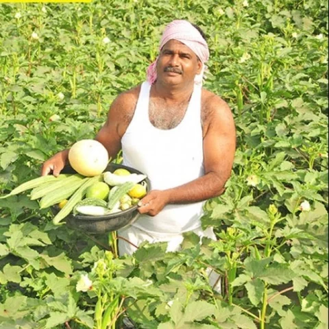 6 lakh income from paddy, coconut & vegetables... Significant Income from Mixed Cropping!