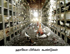 ஆண்டுக்கு ரூ. 2,00,000 ஜோரான வருமானம் தரும் ஜோடிப்புறா!