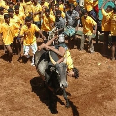 இயற்கை விவசாயத்தை அழிக்கவா ஜல்லிக்கட்டு தடை?