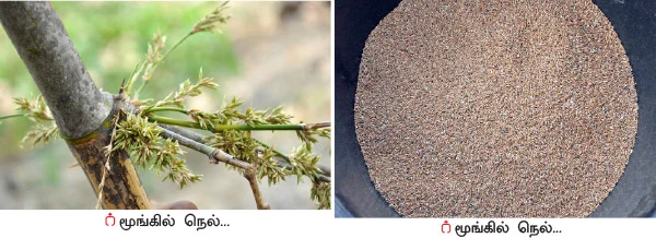 மூங்கில் அரிசி... இயற்கையின் அற்புதக் கொடை!