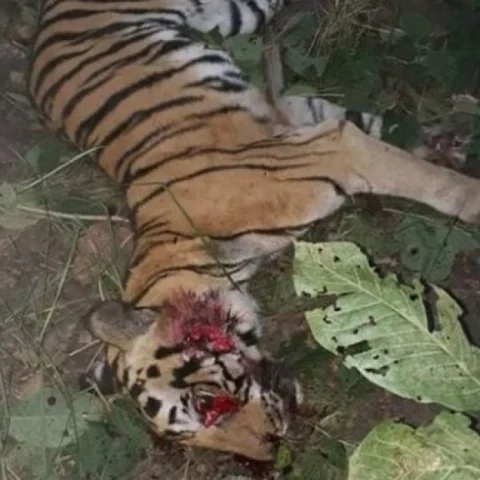 அவ்னியைத் தொடர்ந்து மற்றொரு பெண் புலி டிராக்டர் ஏற்றிப் படுகொலை!