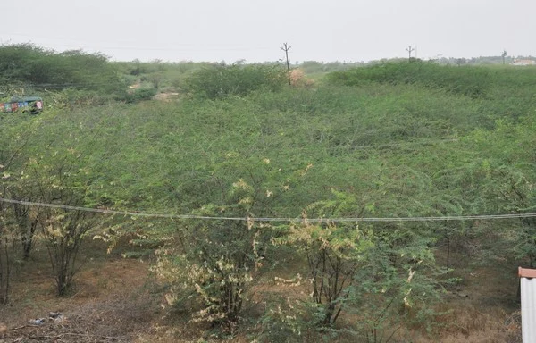விவசாயத்தை கருவறுக்கிறதா கருவேல மரங்கள்? - ஒரு அலசல் ரிப்போர்ட் #WhereIsMyGreenWorld