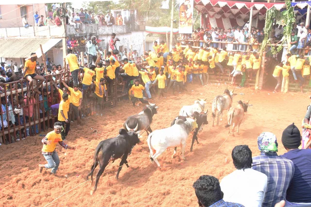 தச்சன்குறிச்சியில் முதல் ஜல்லிக்கட்டு! - சீறிப்பாய்ந்த காளைகள்; 13 வீரர்கள் காயம்