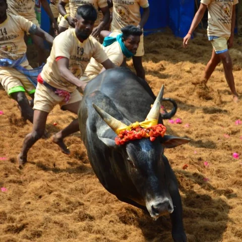 கலங்கடித்த செல்லியம்மன் கோயில் காளை; முதல்பரிசு பெற்ற ரஞ்சித் - அலங்காநல்லூர் ஜல்லிகட்டு ஹைலைட்ஸ்
