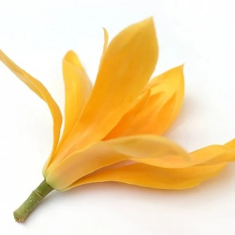 ஆண்மைக்குறை போக்கும், இல்லறம் இனிக்கச் செய்யும் இயற்கையின் கொடை செண்பகப்பூ!