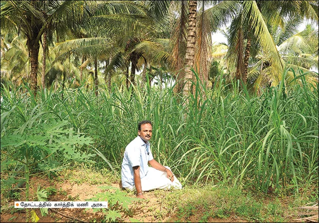 பொங்கல் சிறப்பிதழ்: 5 நிமிட வாசிப்பில் பசுமை விகடனின் 10 கட்டுரைகள்!