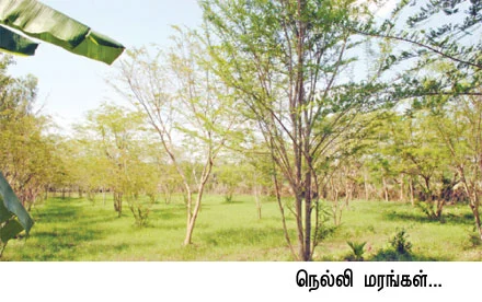 ஜீரோ பட்ஜெட்டில் ஜொலிக்கும் ஒருங்கிணைந்தப் பண்ணையம்!