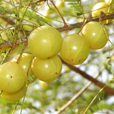 முடி உதிர்வுக்கு குட்பை... அசத்தல் நெல்லிக்காய்! #GooseberryBenefits