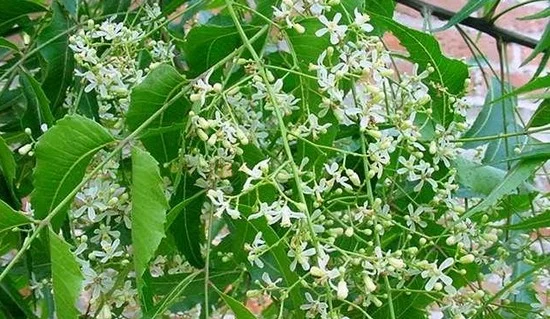 சரும நோய்களுக்கு மருந்தாகும் வேம்பு!