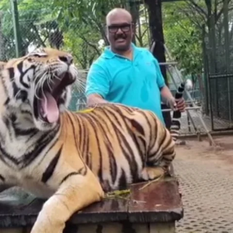 தமிழ்நாட்டு அமைச்சரைக் கண்டு பூனையாக மாறிய தாய்லாந்து புலி !