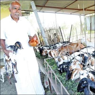 மண்ணுக்கேற்ற மாடுகள்... பாரம்பர்ய வைத்தியம்!