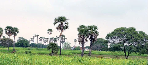 பனையைக் காக்க ஒரு பயணம் !