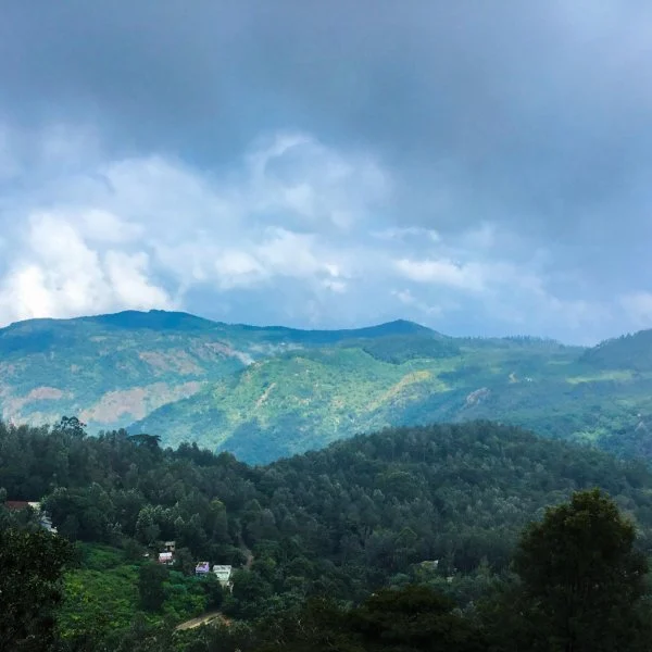 காடுகள்
