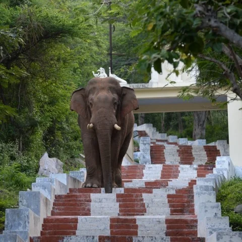 `விநாயகனுக்கு என்ன நடந்துருக்குமோனு பதறிட்டோம்!'- முதுமலையில் யானையைத் தேடிய வனத்துறையினர்