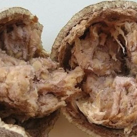 Wonder Fruit – Wood Apple!!