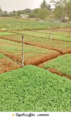மணக்கும் புதினா... துளிர்க்கும் வருமானம்..!