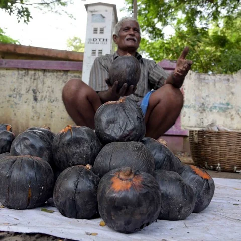 `பனை மரம்தான் எங்களுக்கு படி அளக்கும் பகவான்!’ - பனம்பழ வியாபாரி அய்யண்ணன்