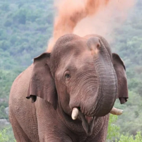 கோவை சின்னத்தம்பி யானைக்கு மயக்க ஊசி போடப்பட்டது - வரகளியாறு பகுதிக்கு இடமாற்ற முடிவு
