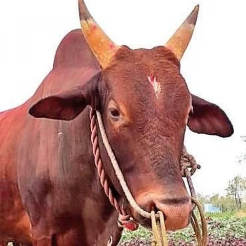 கைவிட்ட தாய்... கேலி செய்த ஊரார்... சொல்லியடித்த செல்லியம்மாவின் சோகக் கதை!