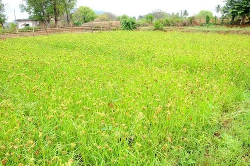 குளோபல் வார்மிங்கை தாக்குபிடிக்கும் சிறுதானியங்கள்!