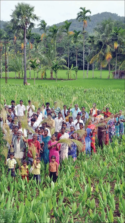 விளையும் விலையும்! - சந்தைக்கு வழிகாட்டும் தொடர் - 13