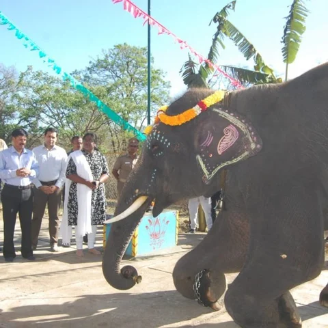 அமைச்சரால் காலதாமதமான யானைகள் புத்துணர்வு முகாம் - நீலகிரியில் இன்று தொடக்கம்!