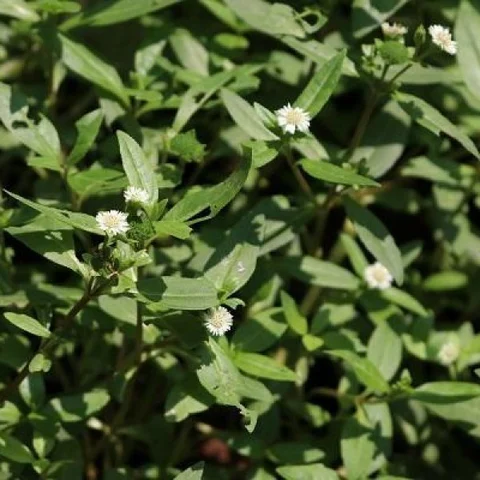 Relief from Joint Pain and Improved Iron Levels - Benefits of Green Varieties During Monsoon Days