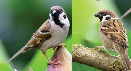 சிட்டுக்குருவியின் கீச்... கீச்... சத்தத்தை கேட்பதே இனிமை!