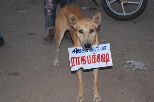 10வது நாளாக பற்றி எரியும் தமிழகம்! (படங்கள்)
