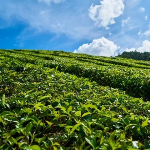 கிளைபோஸேட்டுக்கு நோ சொன்ன பஞ்சாப்... காரணம் என்ன?