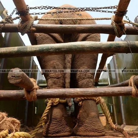 ``எங்களின் நிலம் கேட்பது, உங்கள் தேவையல்ல; பேராசை!" - ஒரு யானையின் கருணை மனு