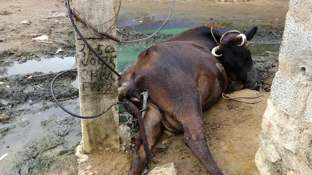 மின் வாரியத்தின் அலட்சியம் : மின்சாரம் பாய்ந்து மாடு பலியான சோகம்