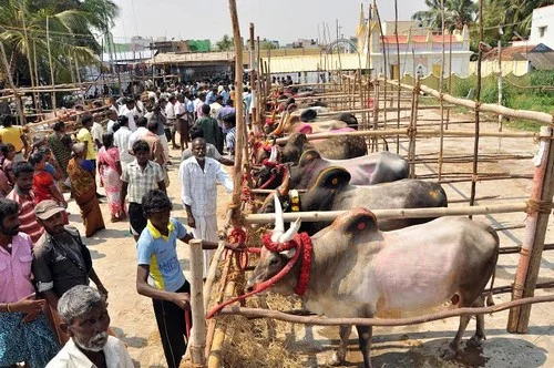 திண்டுக்கல்லில் புலிக்குளம் காளைகள் கண்காட்சி!