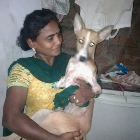 25 கிலோ சாதம்... தினம் சிக்கன்... தெரு நாய்களைக் கொஞ்சி வளர்க்கும் கலா!