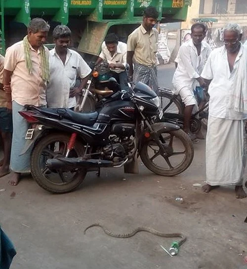 லிம்கா குடிக்க ஆசைப்பட்ட நல்லபாம்புக்கு நேர்ந்த கதி!