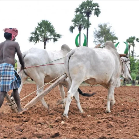 மண், மக்கள், மகசூல்! - நிஜத்தைத் தேடி களத்தில்... ஒரு நேரடி ஆய்வுத் தொடர் - 2