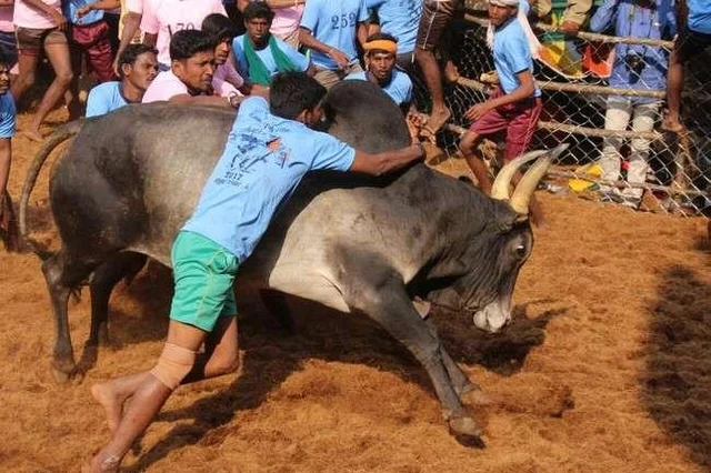 புதுச்சாவடியில் சீறிப்பாய்ந்த காளைகள்! - விமரிசையாக நடந்த 167-ம் ஆண்டு ஜல்லிக்கட்டு