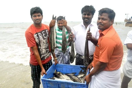 ராமநாதபுரத்தில் கூண்டு மீன்கள் அறுவடை!