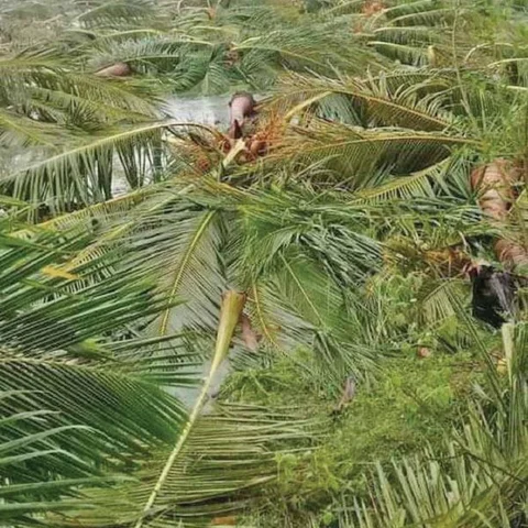 திண்டுக்கல் பூட்டை உடைத்த கஜா!