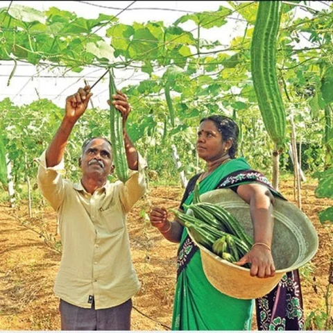 Hefty Income from Cultivation of Climbers... Rs 90,000 from 40 cent of land!