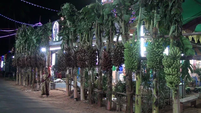 இயற்கையில் விளையும் வாழை குலைக்கு தங்க மோதிரம்! - அசத்தும் குமரி கிராம கோயில்!