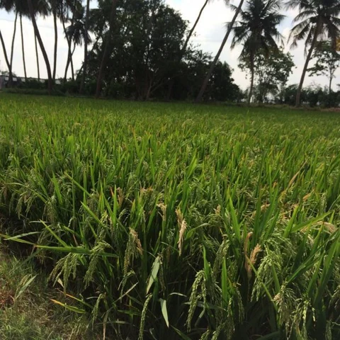 ’கடைமடையில் மழை’- சம்பா சாகுபடி விவசாயிகள் மகிழ்ச்சி