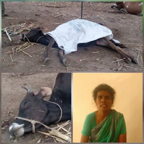 ''மது விற்க விடலைனு மாடுகளைக் கொன்னுட்டாங்க!” - கருமத்தம்பட்டி சோகம்